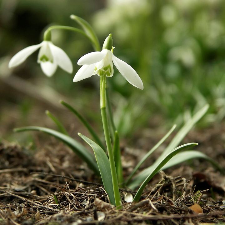 Snowdrop (Galanthus nivalis)