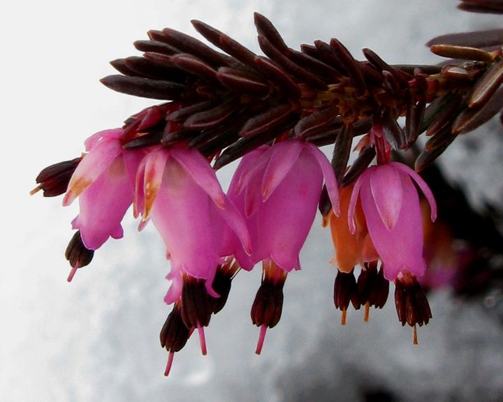 Winter Heather (Erica carnea)
