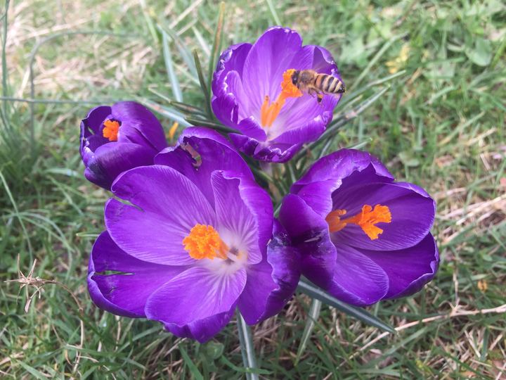 Crocus (Crocus vernus)