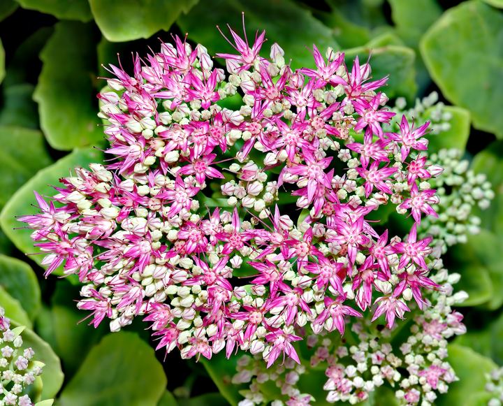 Sedum / Stonecrop