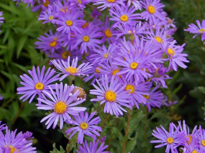 Michaelmas Daisy
