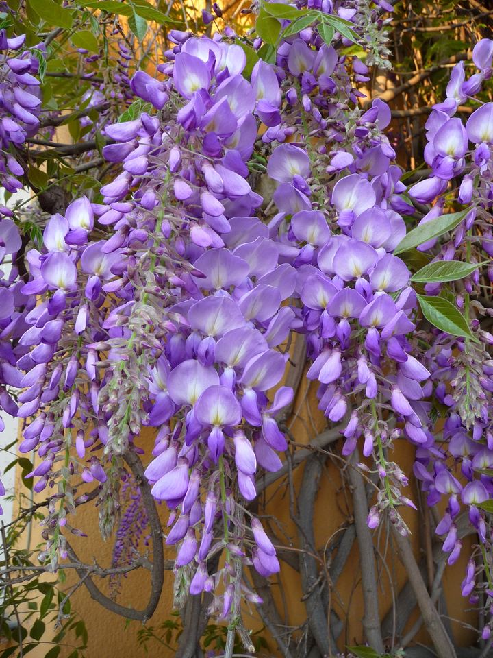 Wisteria