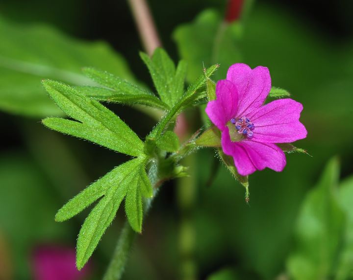 Geranium (Hardy)