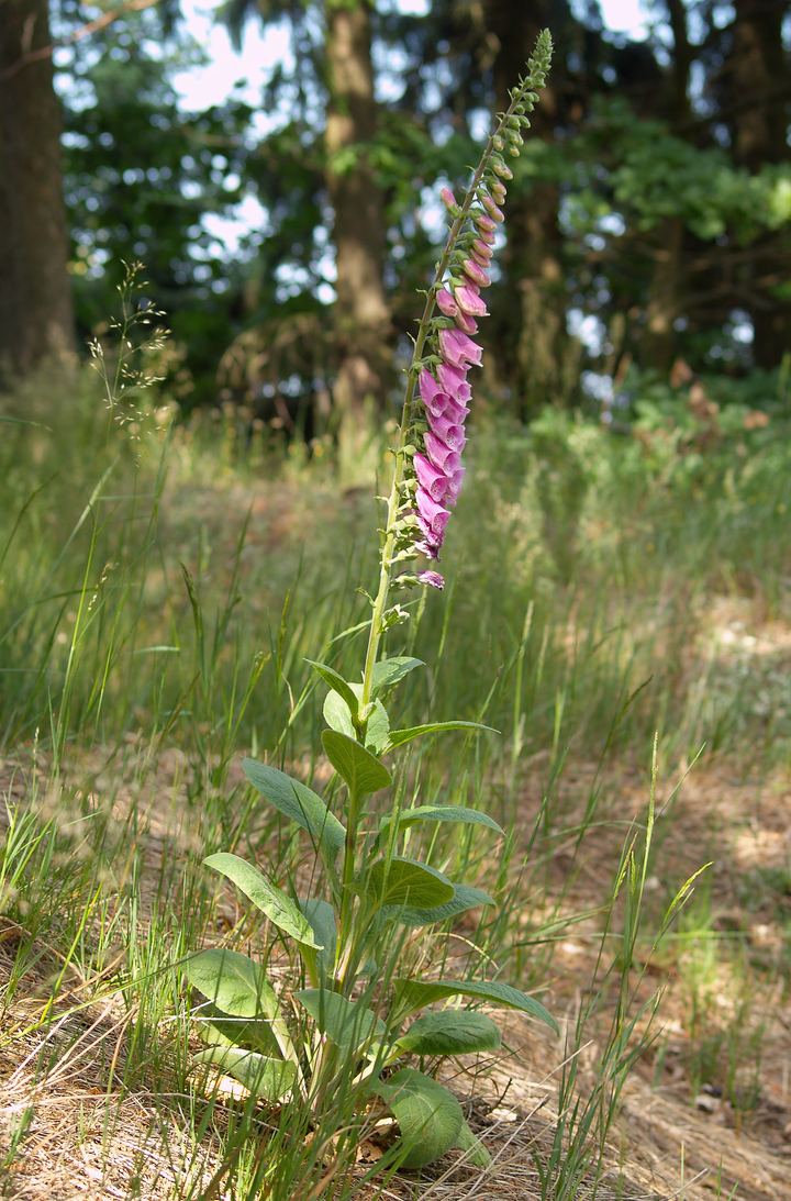 Foxglove (Digitalis purpurea)