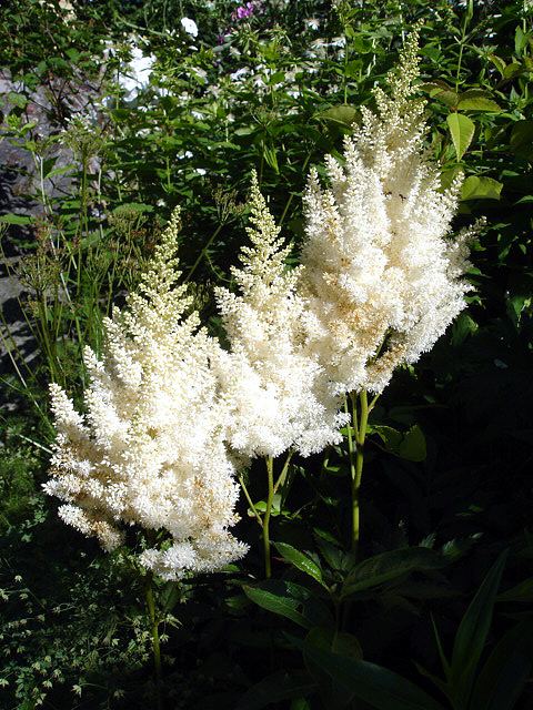 Astilbe