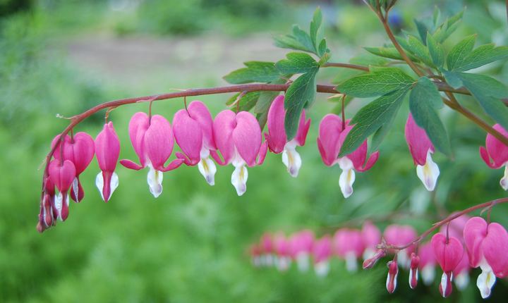 Bleeding Heart