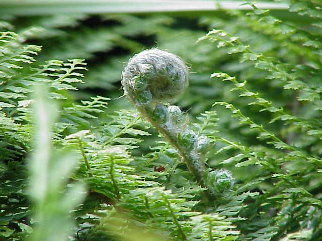 Fern (Soft Shield)