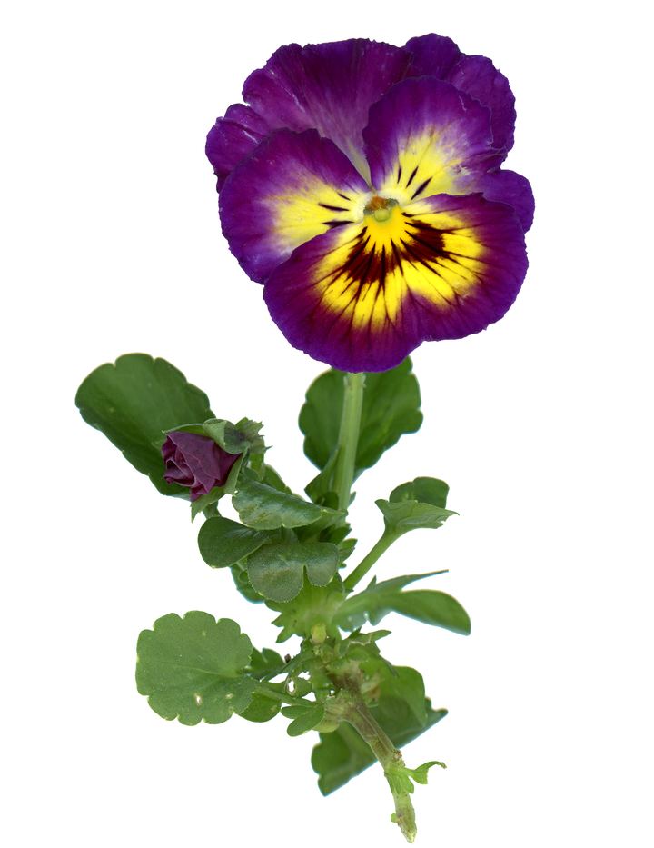 Pansy (Winter)