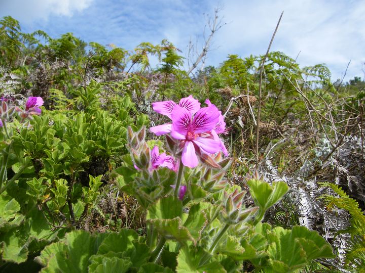 Pelargonium (Geranium)