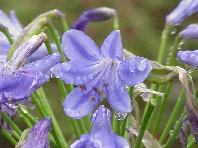Agapanthus