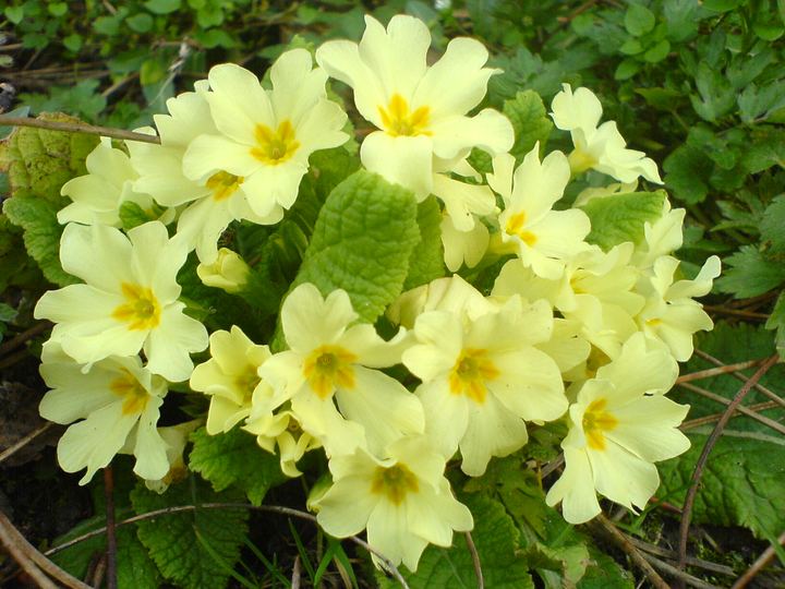 Primrose / Primula