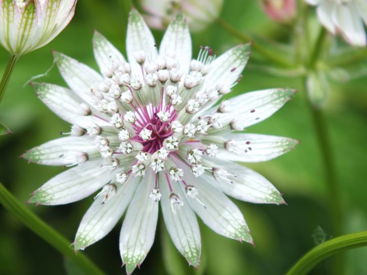 Astrantia