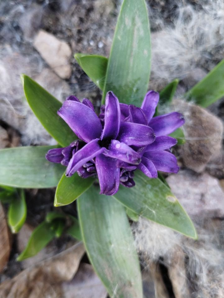 Hyacinth