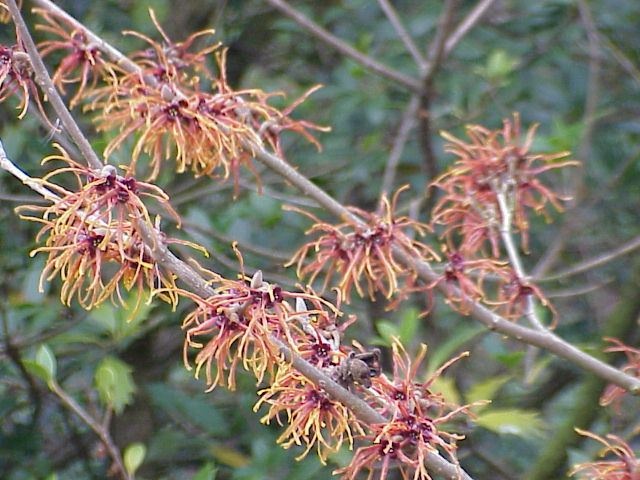Witch Hazel