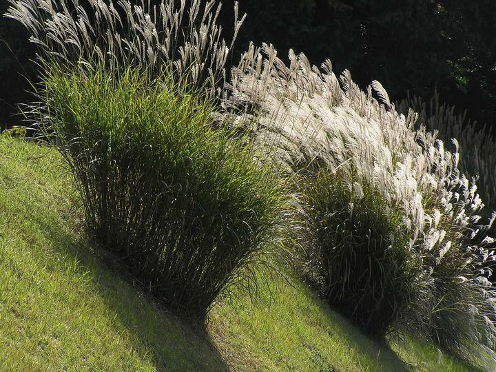 Ornamental Grass (Miscanthus)