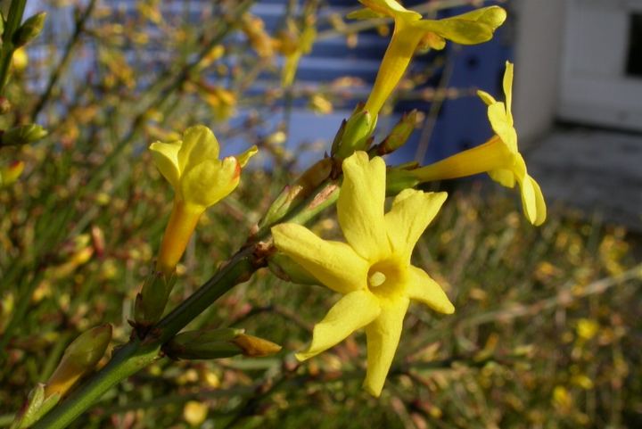 Winter Jasmine