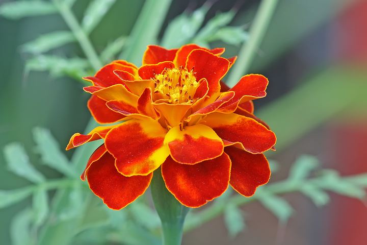 Marigold (French)