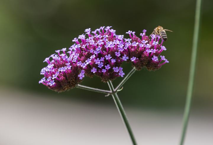 Verbena (Bonariensis)