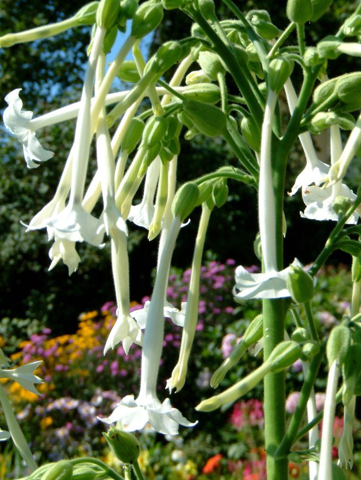 Nicotiana