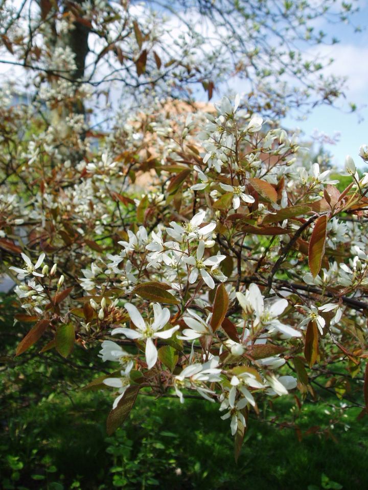 Amelanchier
