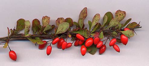 Berberis