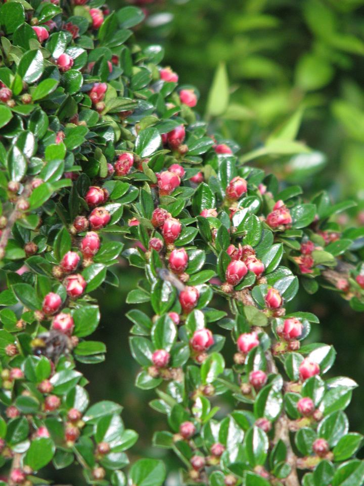 Cotoneaster