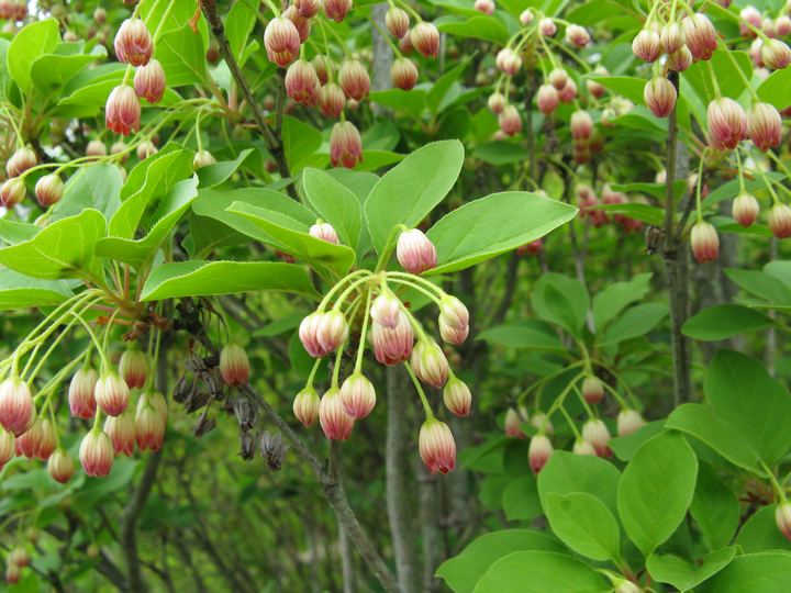 Enkianthus