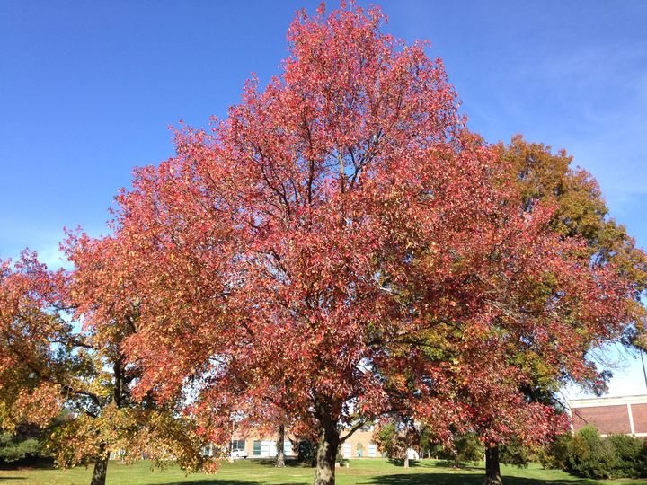 Liquidambar