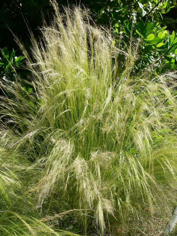 Mexican Feather Grass