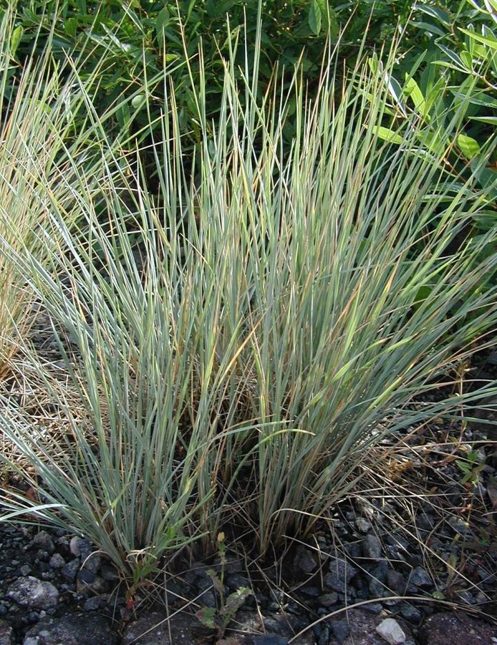 Blue Oat Grass