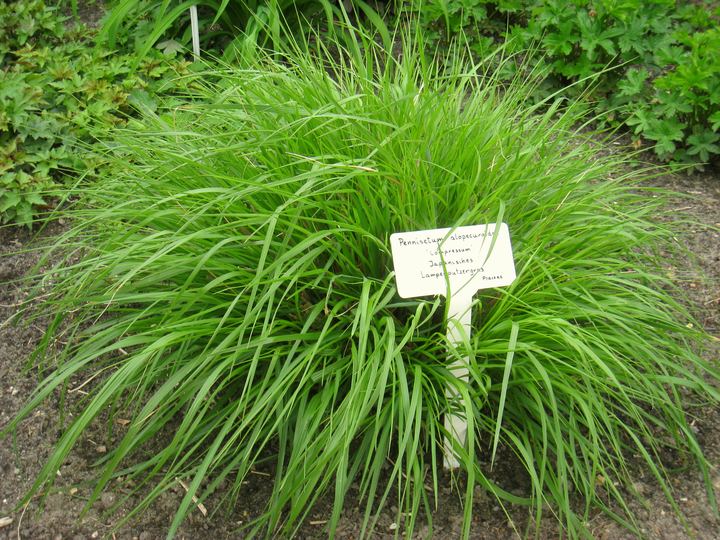 Pennisetum