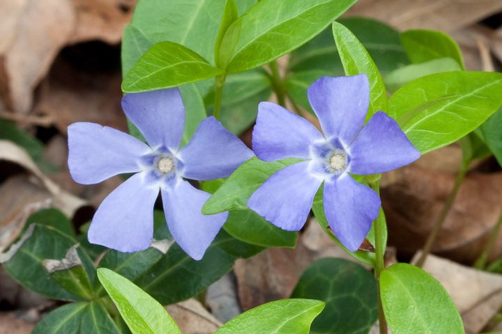 Vinca (Periwinkle)