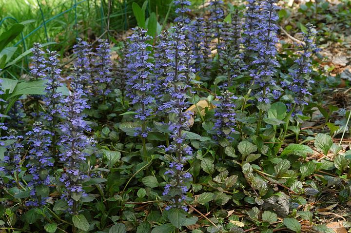 Ajuga (Bugle)