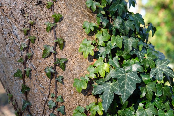 Ivy (Ornamental)