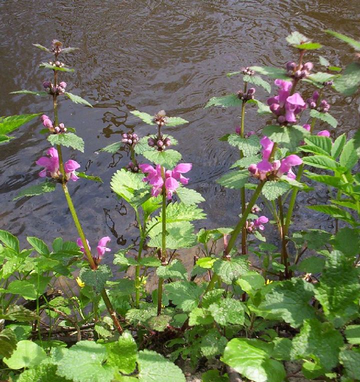 Lamium (Dead Nettle)