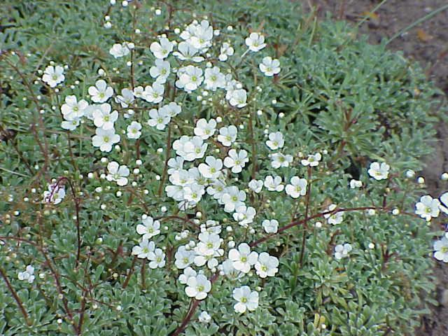 Saxifrage