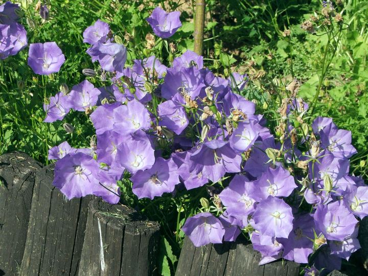 Campanula (Alpine)