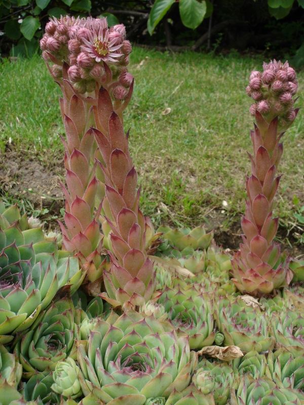 Sempervivum (Houseleek)