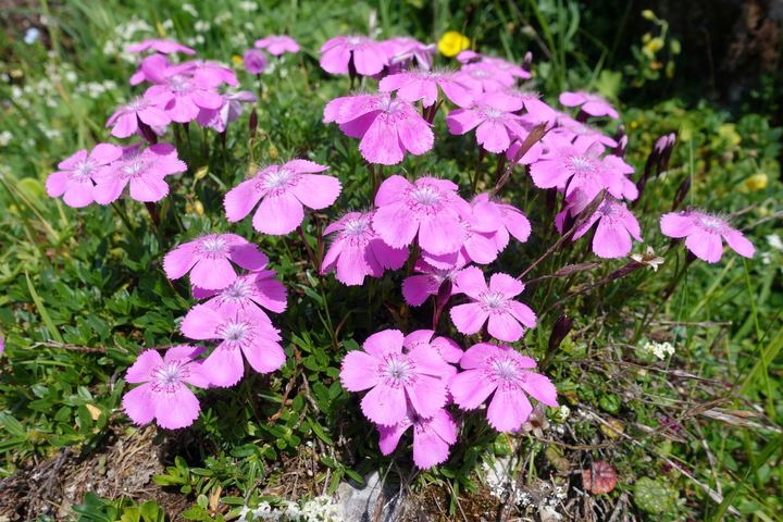 Dianthus (Alpine Pink)