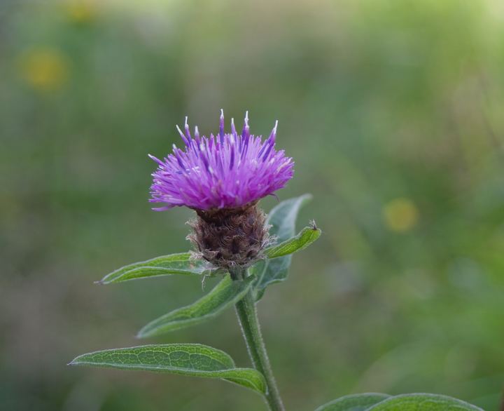 Knapweed