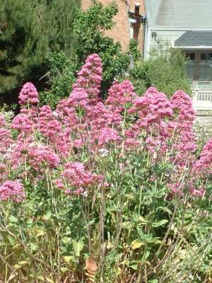 Red Valerian