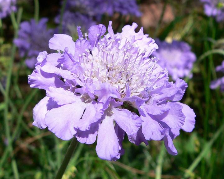 Scabious