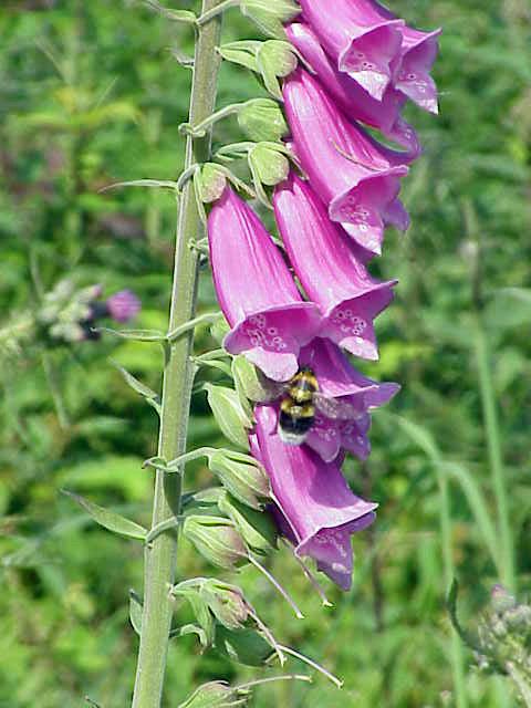 Foxglove (White)