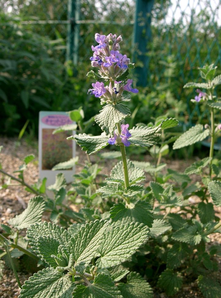 Catmint