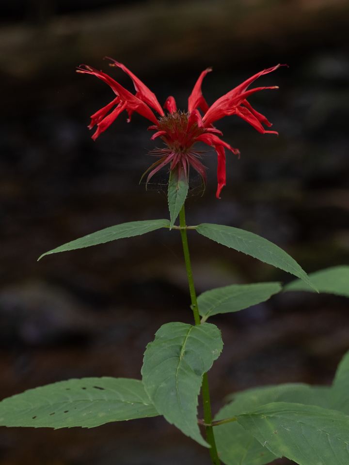 Monarda (Bee Balm)