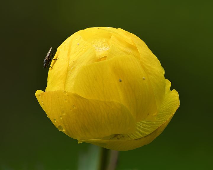 Trollius (Globeflower)