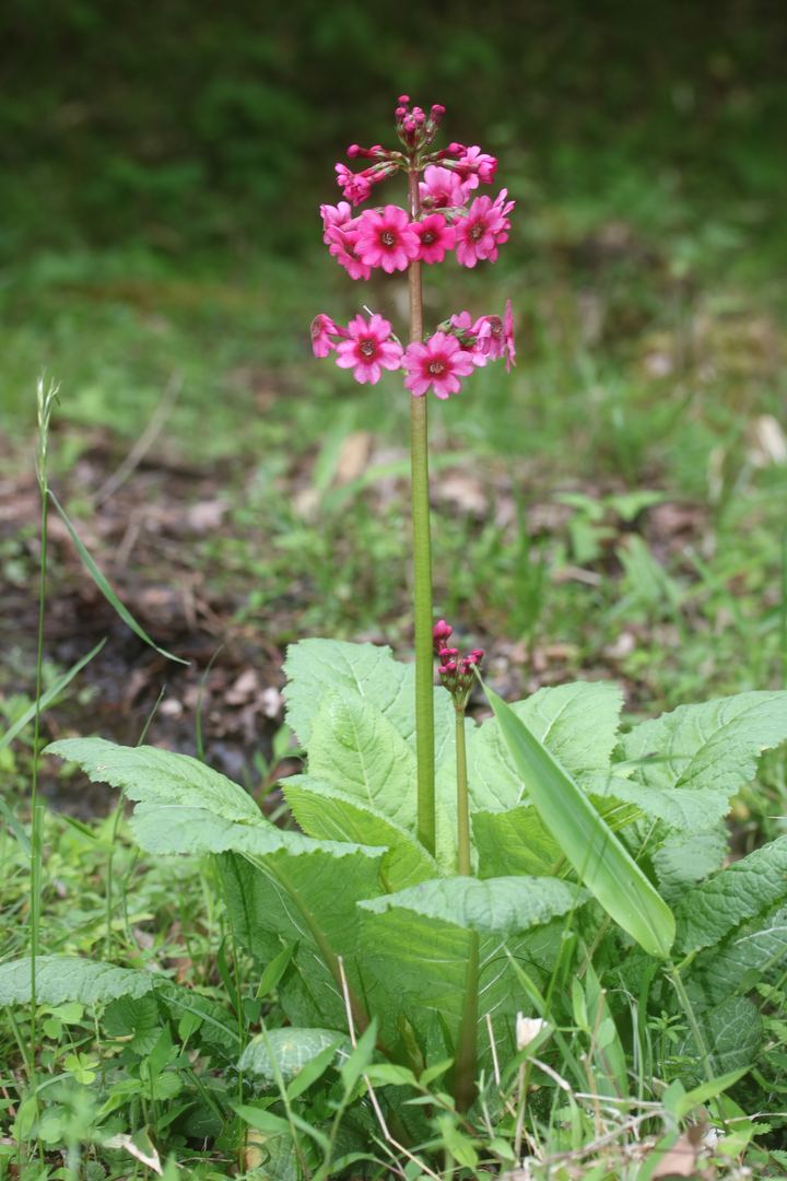 Primula (Candelabra)