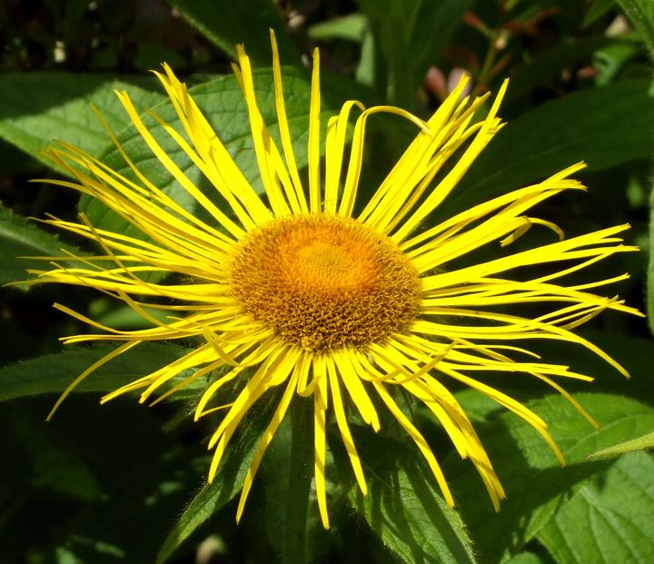 Inula