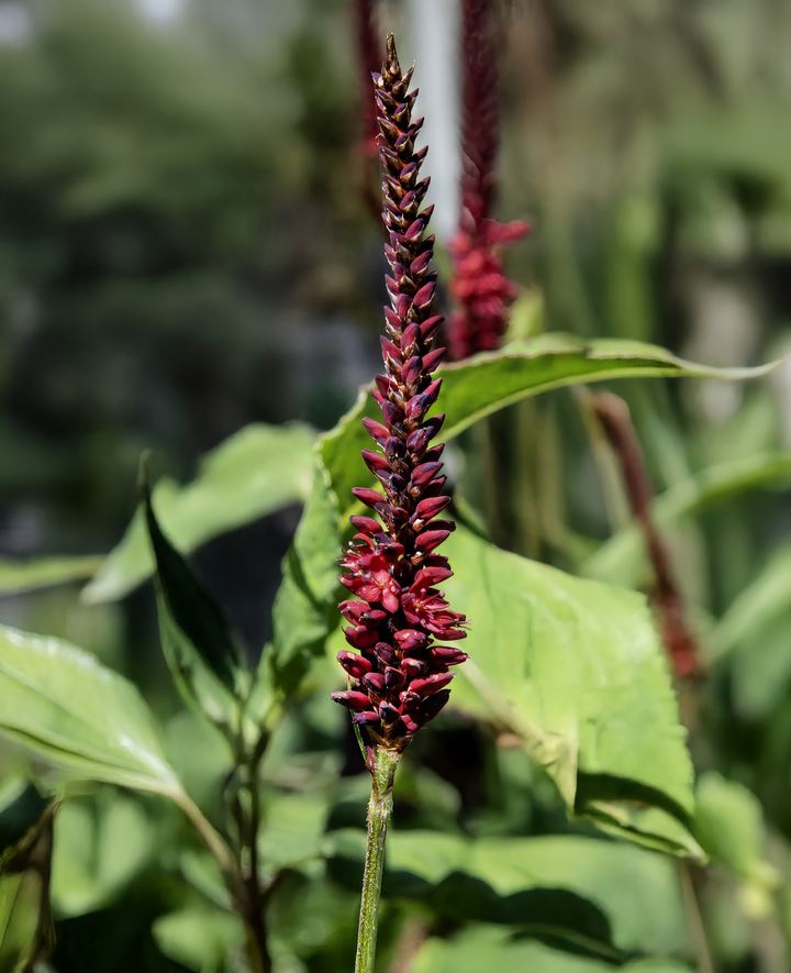 Persicaria