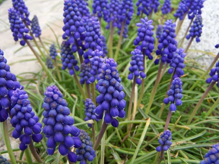 Grape Hyacinth